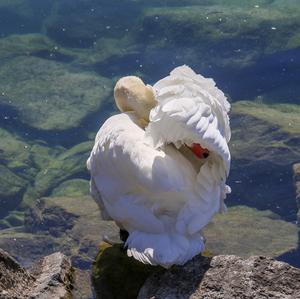 Mute Swan