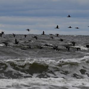 Great Cormorant