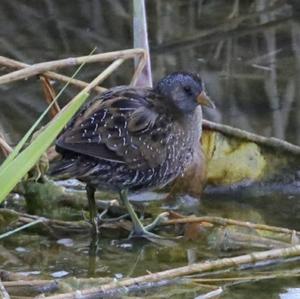 Spotted Crake