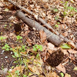 Black Morel