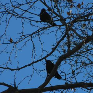 Spotless Starling