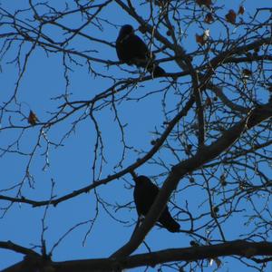 Spotless Starling