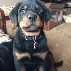 Rottweiler