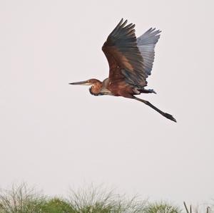 Purple Heron