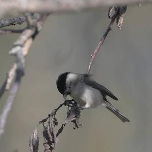 Willow Tit