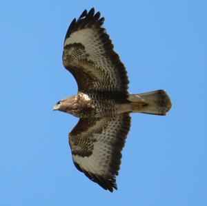 Common Buzzard