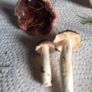 Jodoform-scented Russula