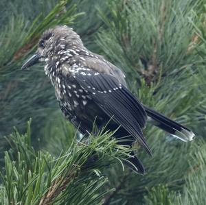 Spotted Nutcracker