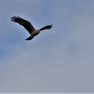 Red Kite