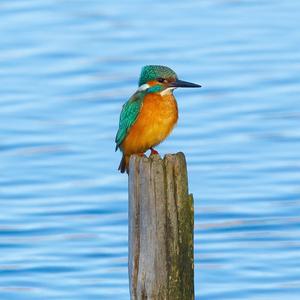 Common Kingfisher