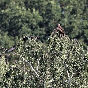 Red Kite