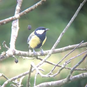 Great Tit