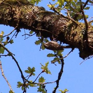 Short-toed Treecreeper