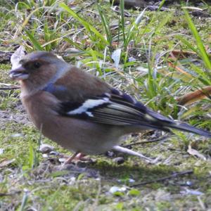 Eurasian Chaffinch