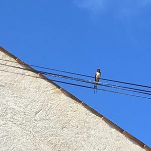 Barn Swallow