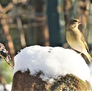 European Greenfinch