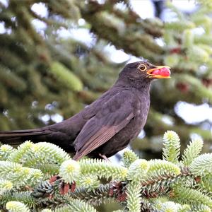 Eurasian Blackbird