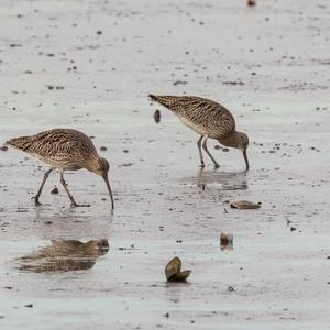 Eurasian Curlew