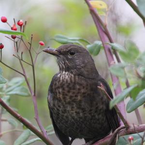 Eurasian Blackbird