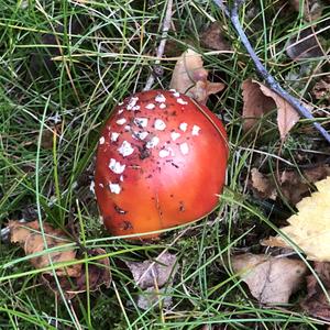 Fly Agaric