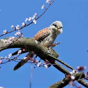 Common Kestrel