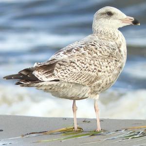 Herring Gull