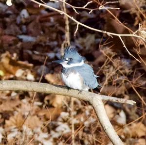 Belted Kingfisher