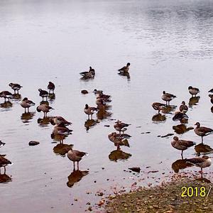 Greylag Goose