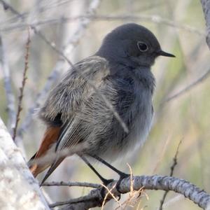 Black Redstart