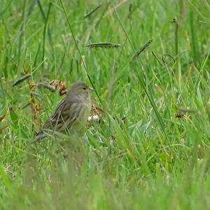 European Serin