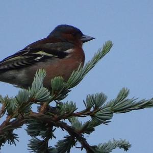 Eurasian Chaffinch