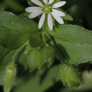 Chickweed  (Common)