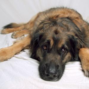 Leonberger