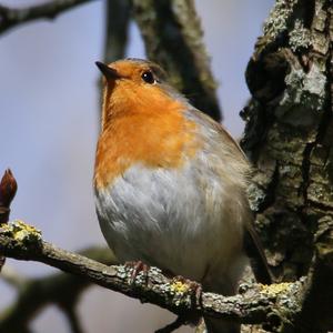 European Robin