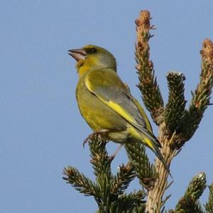 European Greenfinch