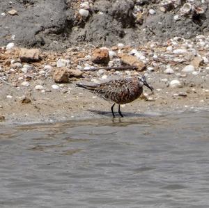 Curlew Sandpiper