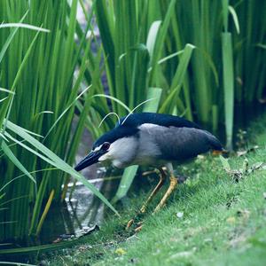 Black-crowned Night-heron