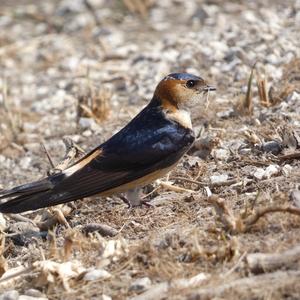 Red-rumped Swallow