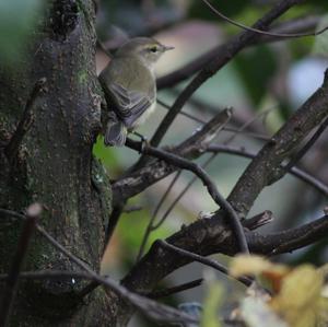 Common Chiffchaff