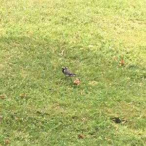 White Wagtail