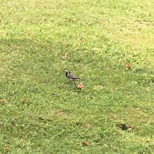 White Wagtail