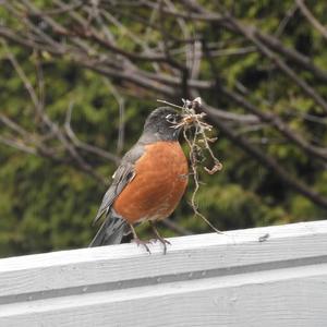 American Robin