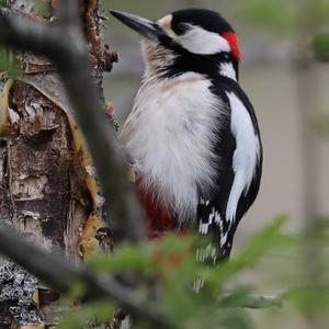 Great Spotted Woodpecker