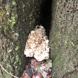 Hen-of-the-Woods