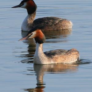 Great Crested Grebe