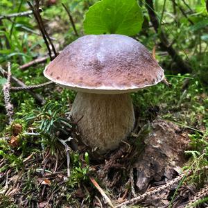 Summer Bolete