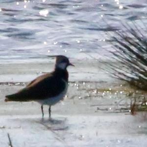 Northern Lapwing