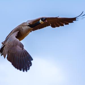 Canada Goose