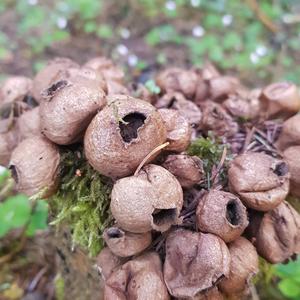 Stump Puffball