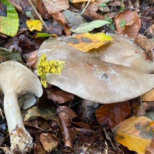 Cloudy Clitocybe